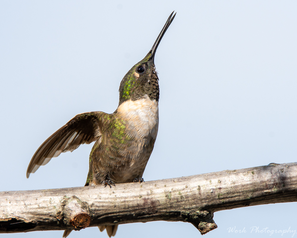 Hummers-0996.jpg