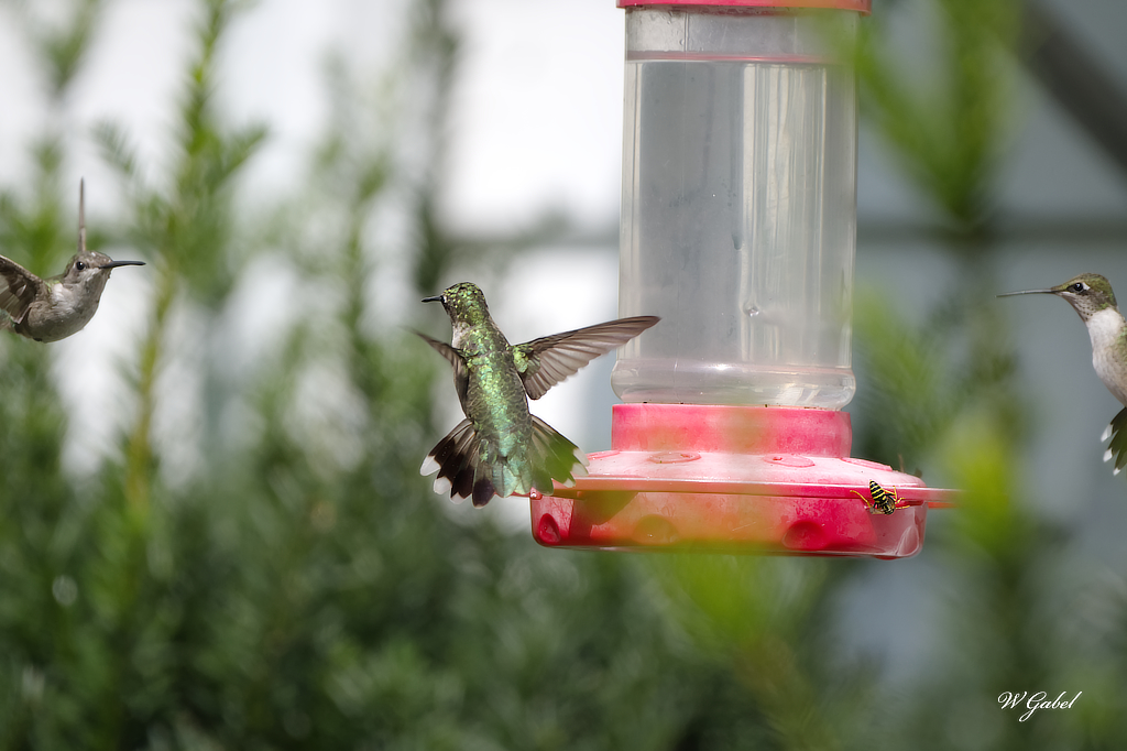 Hummers sm.jpg