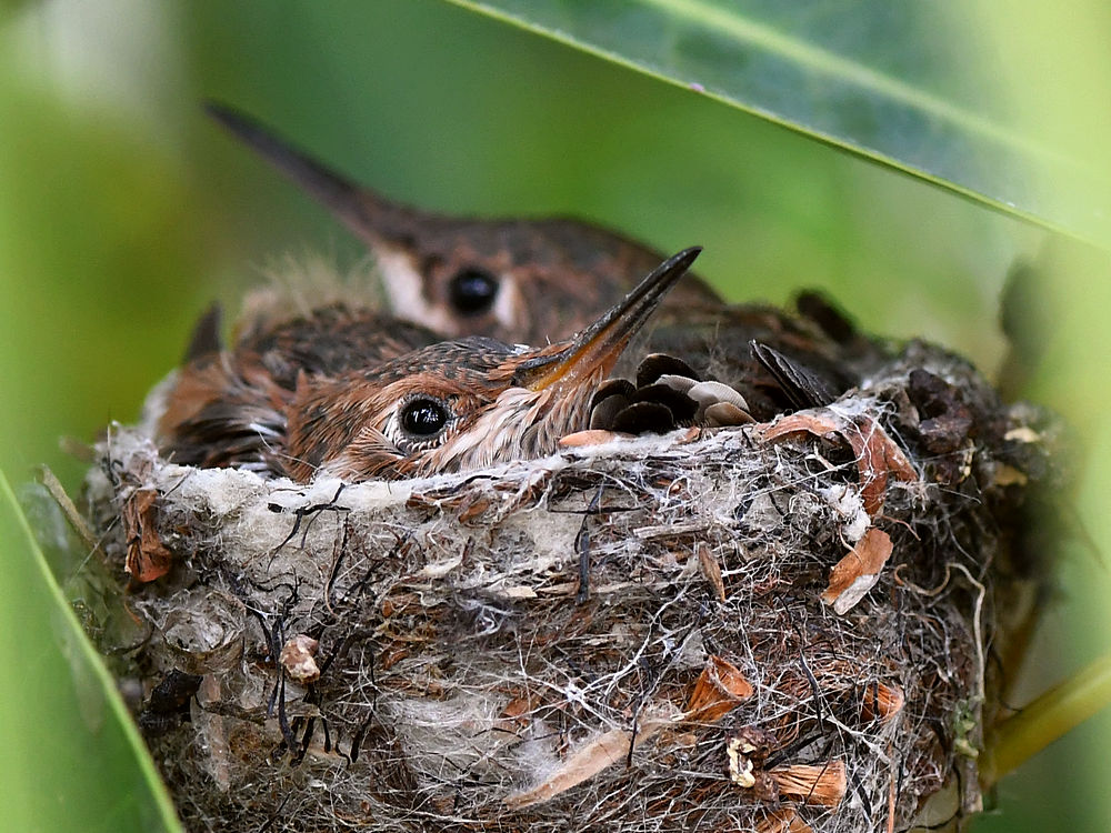 Hummers2.jpg