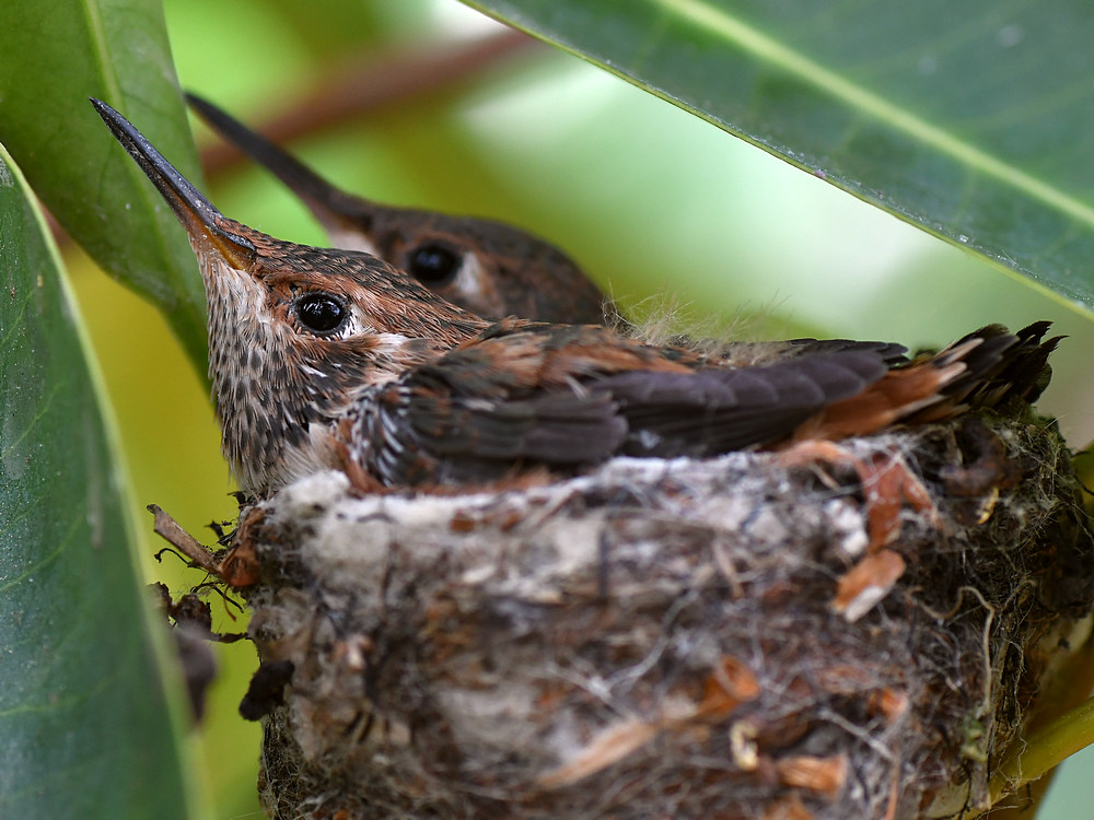 Hummers3.jpg