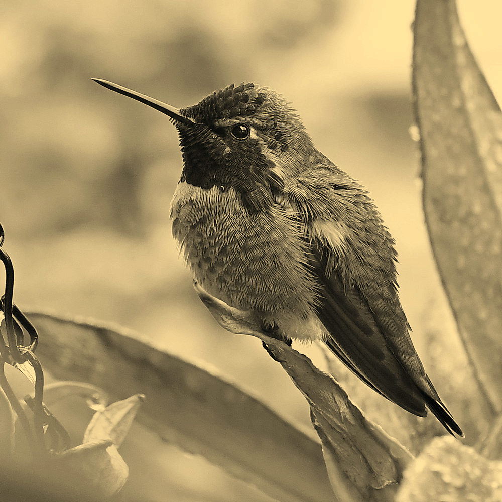 HummerSepia.jpg