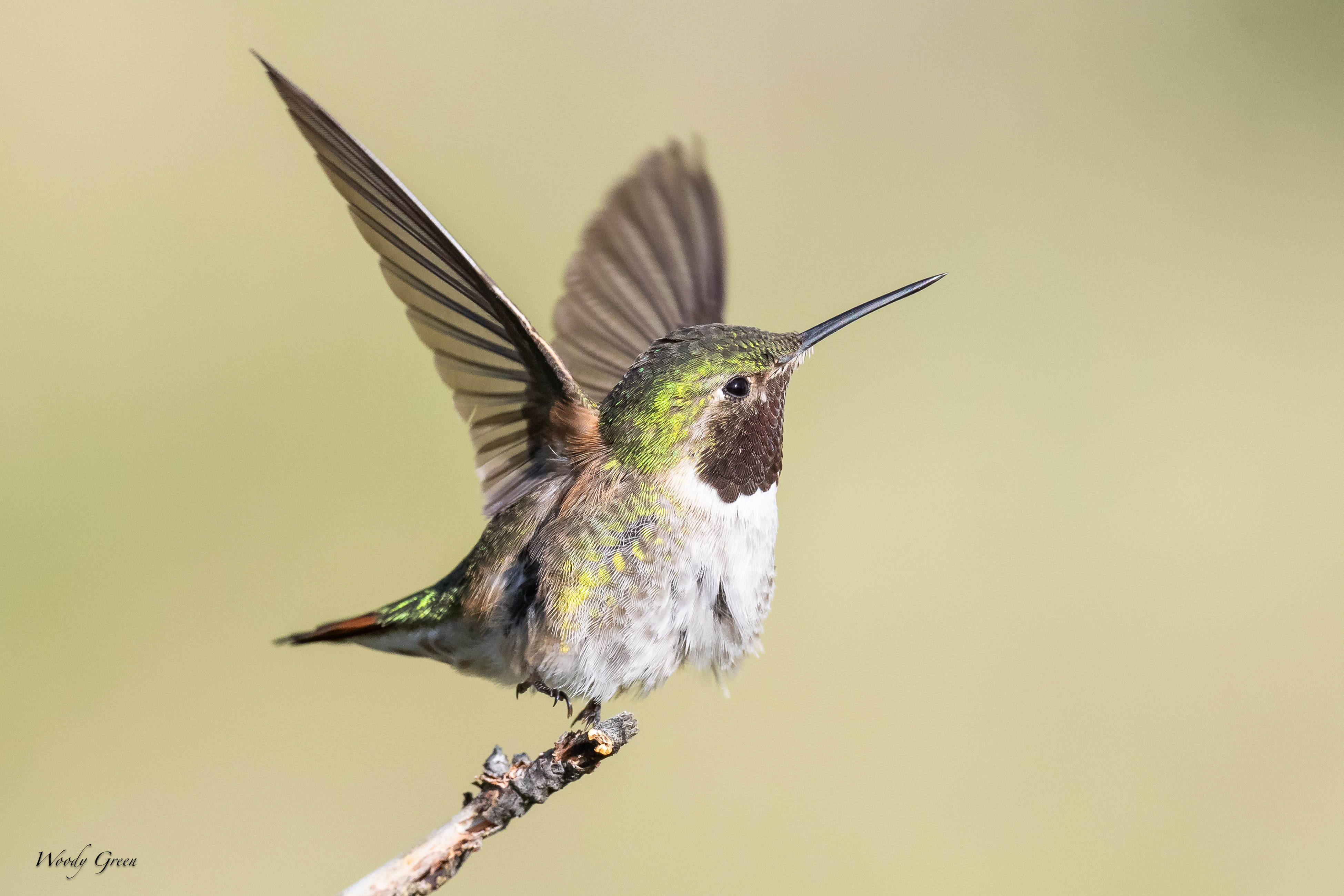 HummerTakeoff-56.jpg