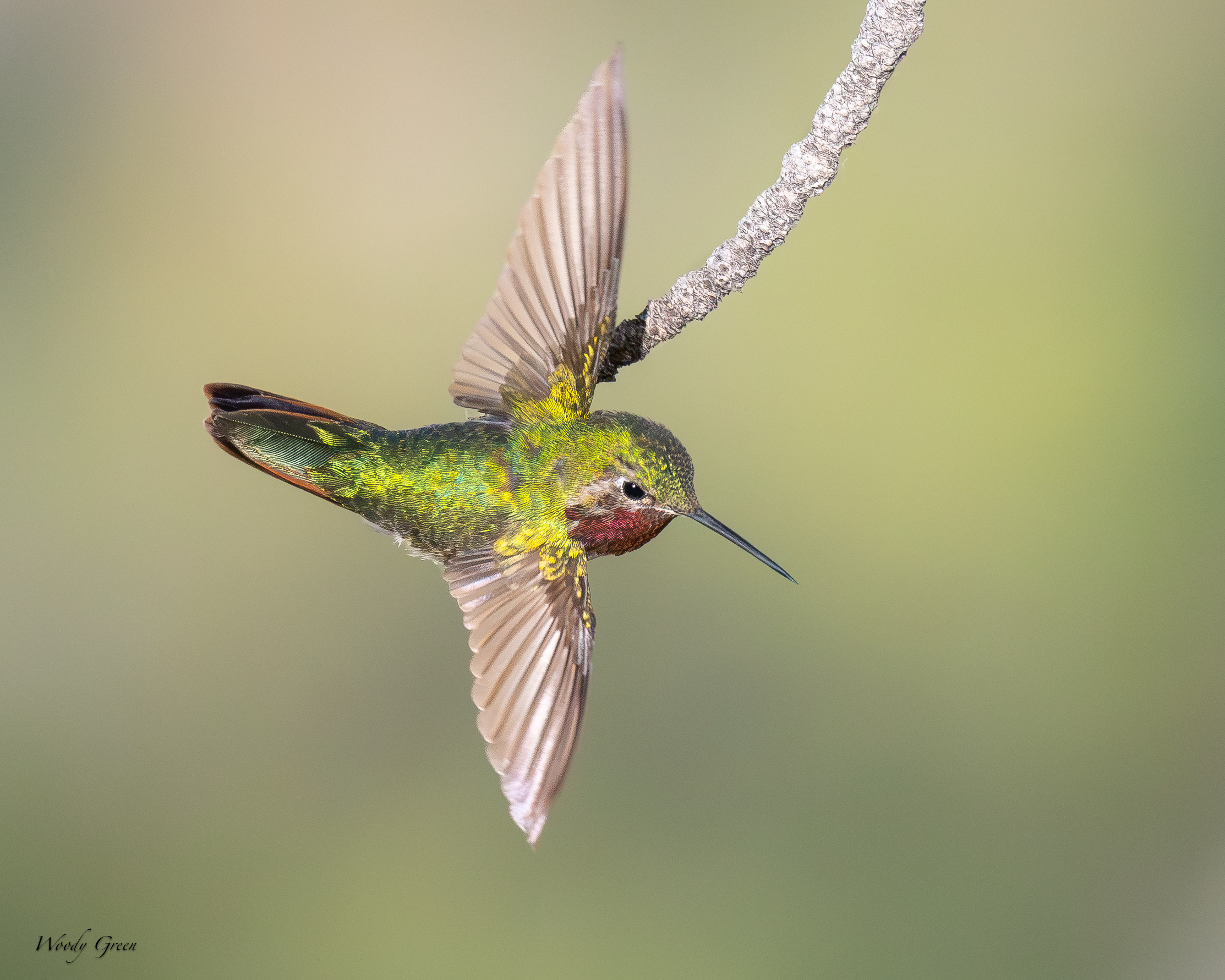 HummerTakeoff-697.jpg