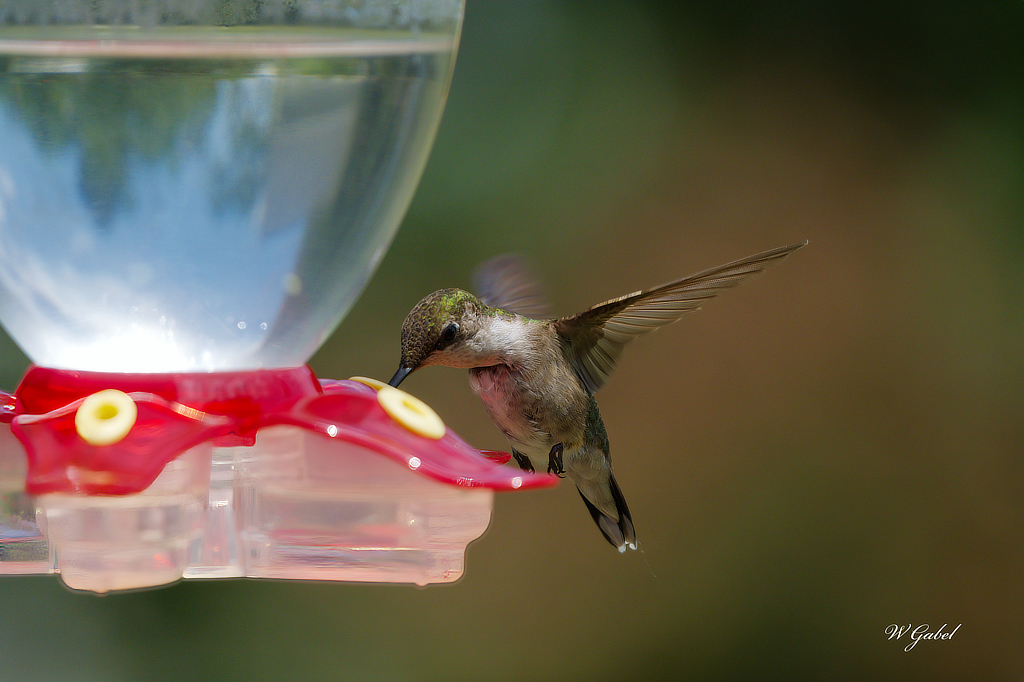 Humming bird 2 sm.jpg