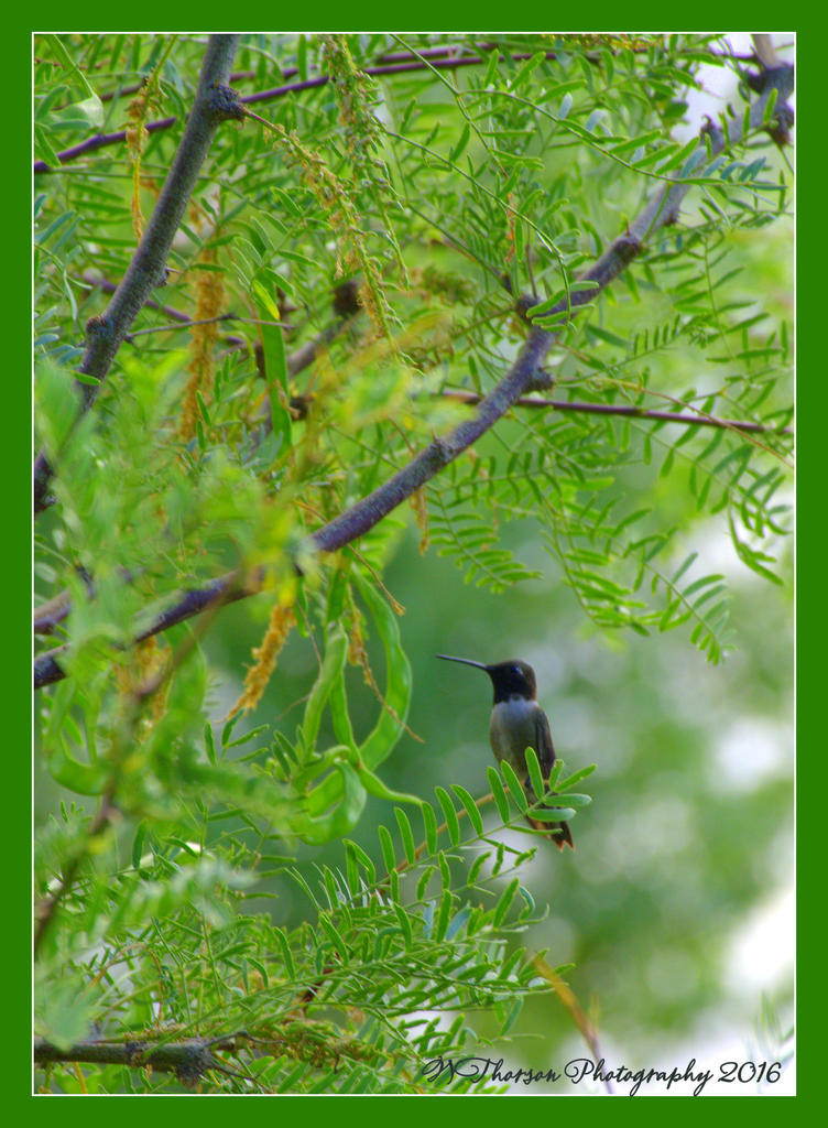 Humming Bird 6-13-2016.jpg