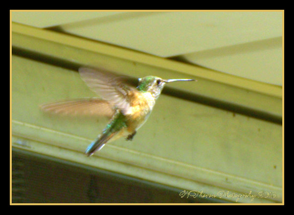 Humming Bird 7-5-2016.jpg