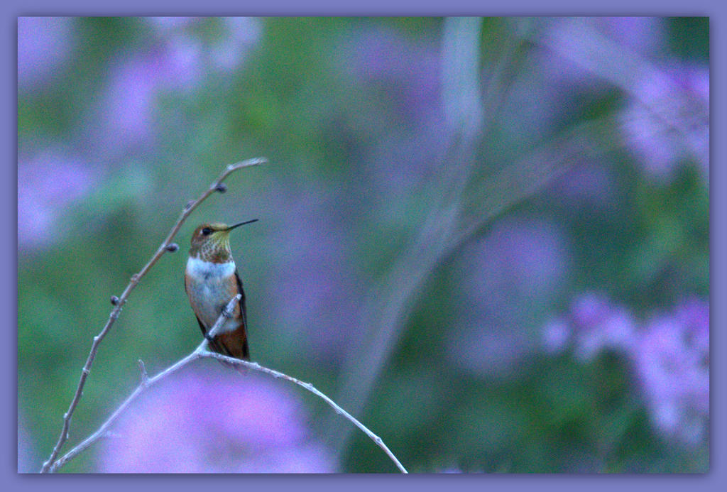 Humming Bird on Antelope Island.jpg