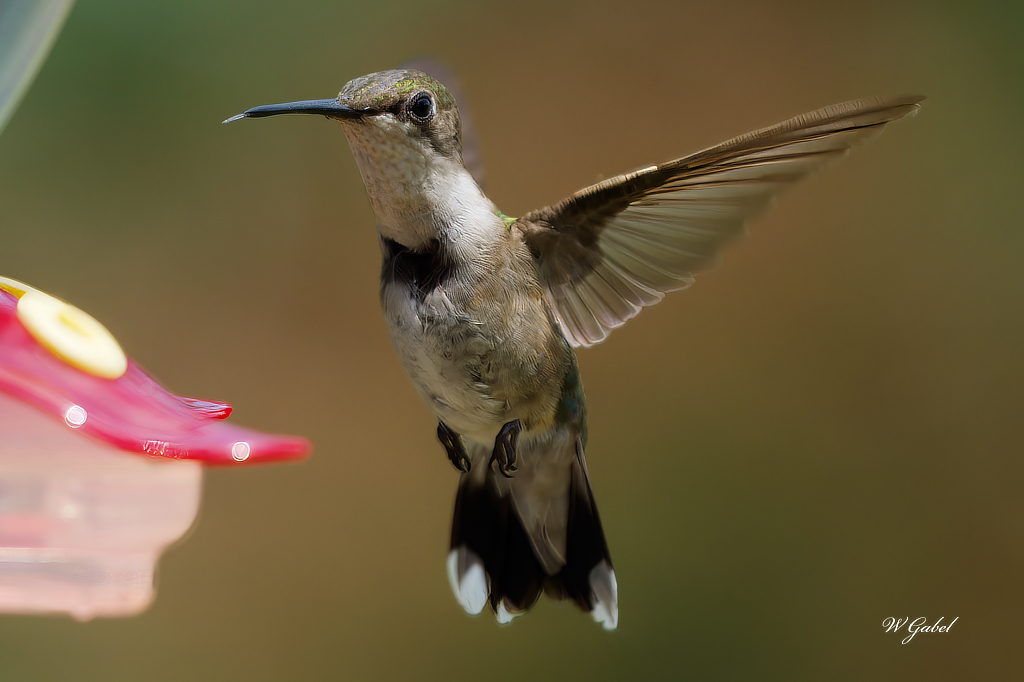 Humming bird sm.jpg