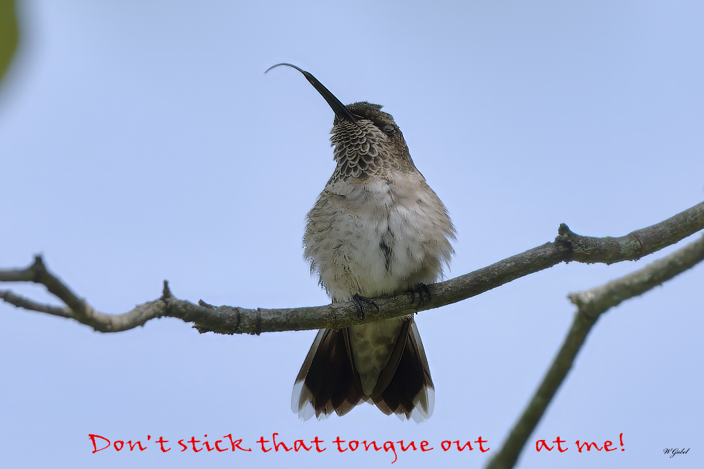 Humming bird tongue sm.jpg