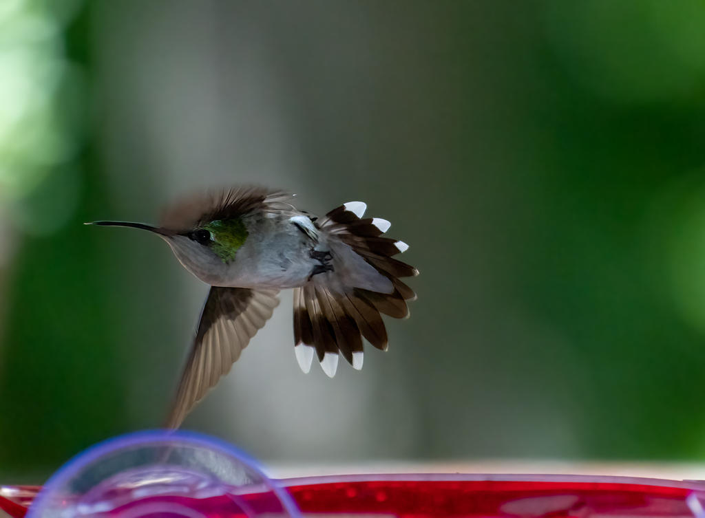 Hummingbird 3 June 2022 (1 of 1).jpg