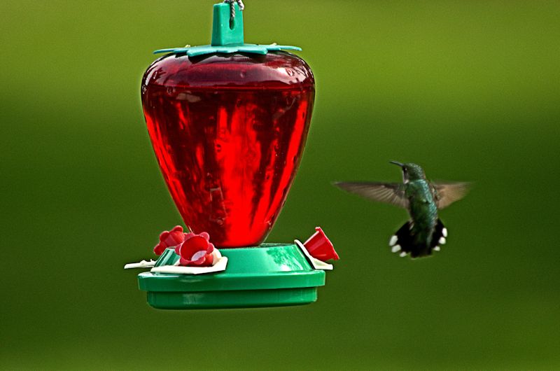hummingbird 3_edited-800.jpg