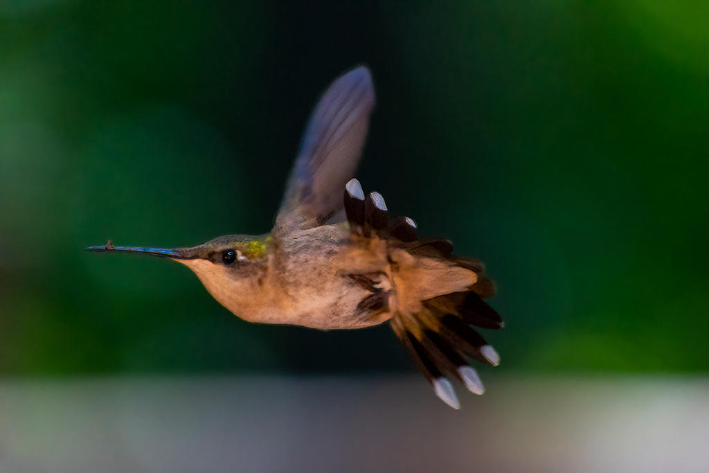 Hummingbird 4 June 2022 (1 of 1).jpg
