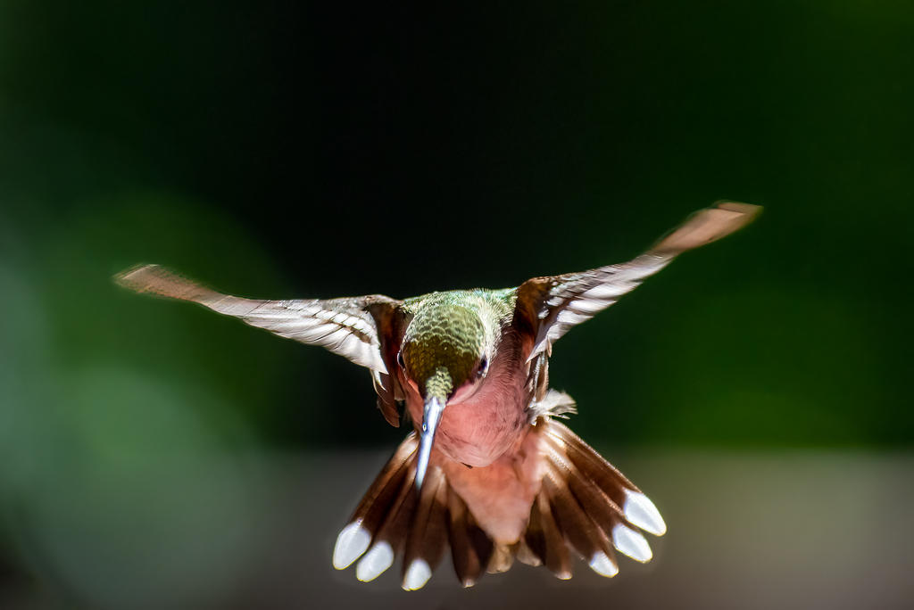 Hummingbird 5 June 2022 (1 of 1).jpg