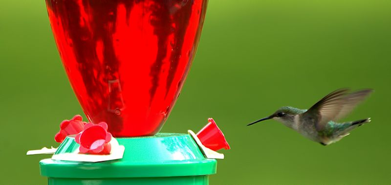 hummingbird 5_edited-800.jpg