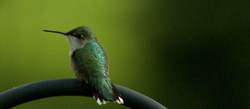 hummingbird 6 800.jpg