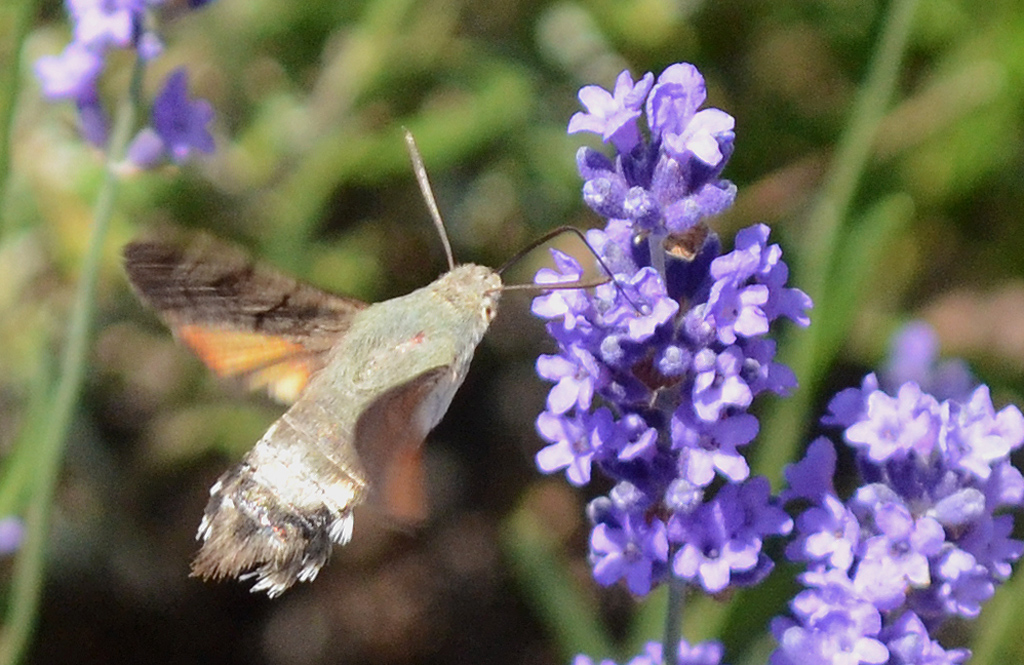 Hummingbird Hawkmoth 1.jpg