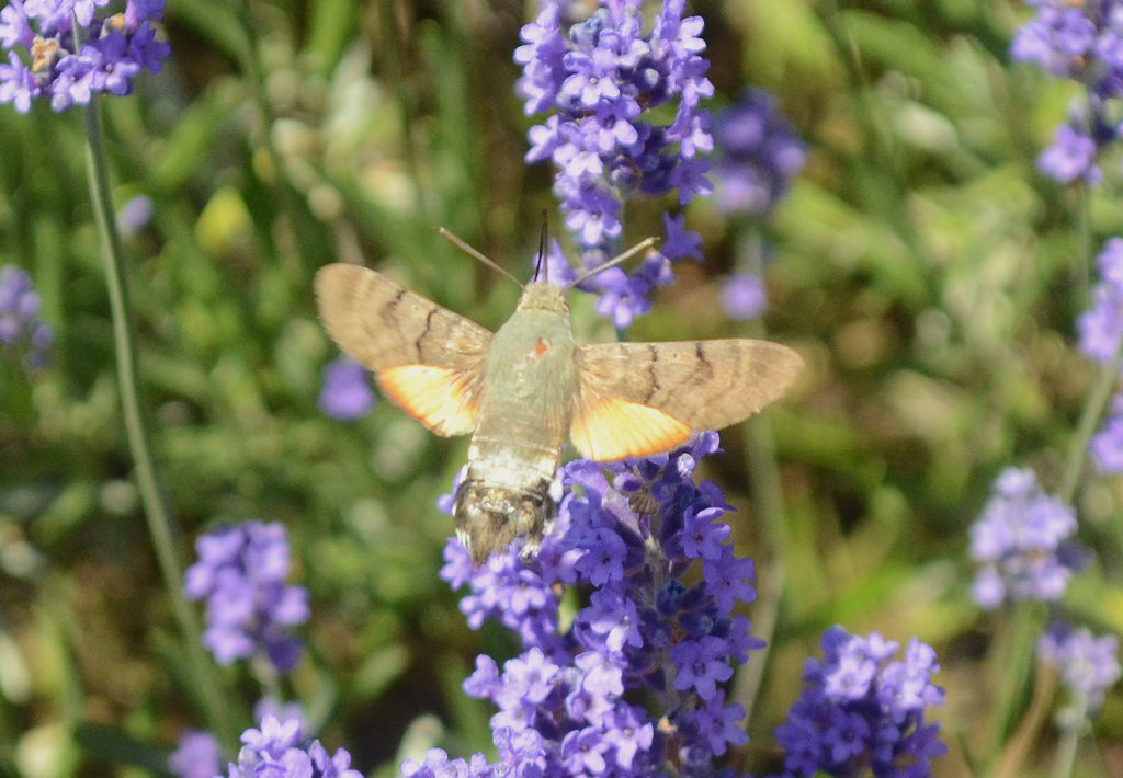 Hummingbird Hawkmoth 5.jpg