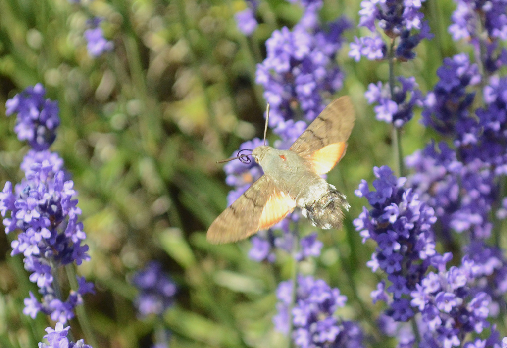 Hummingbird Hawkmoth 6.jpg