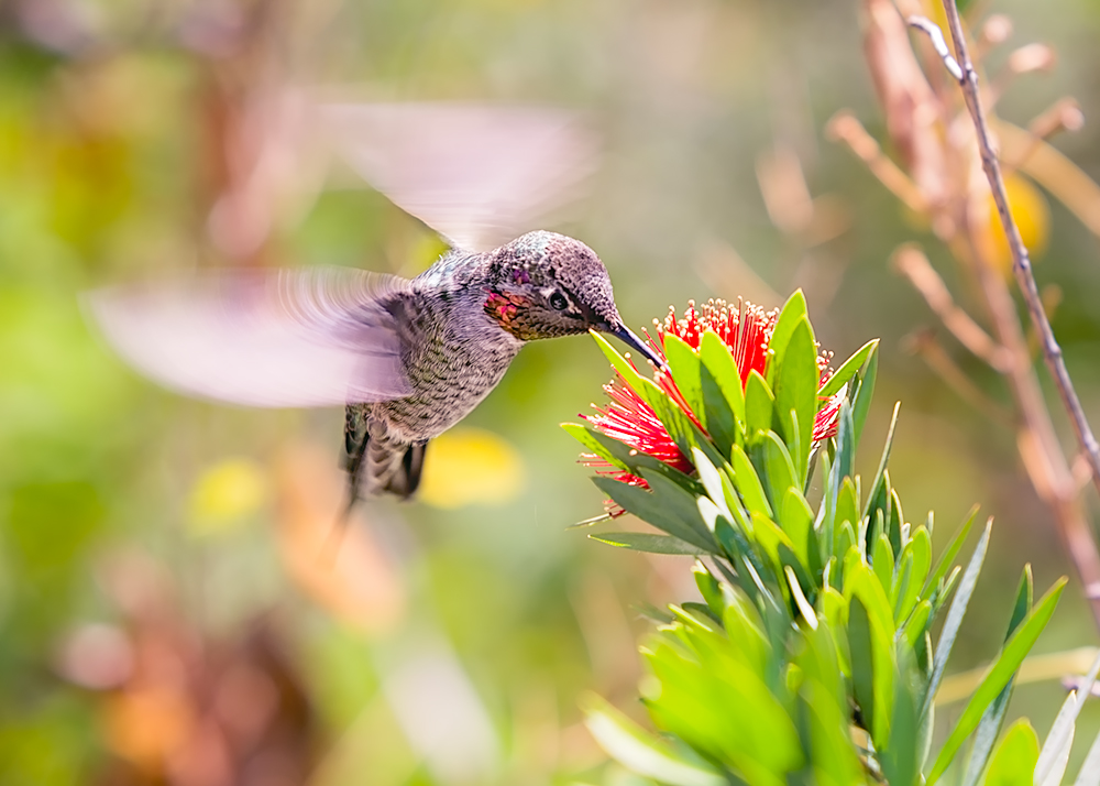Hummingbird II.jpg