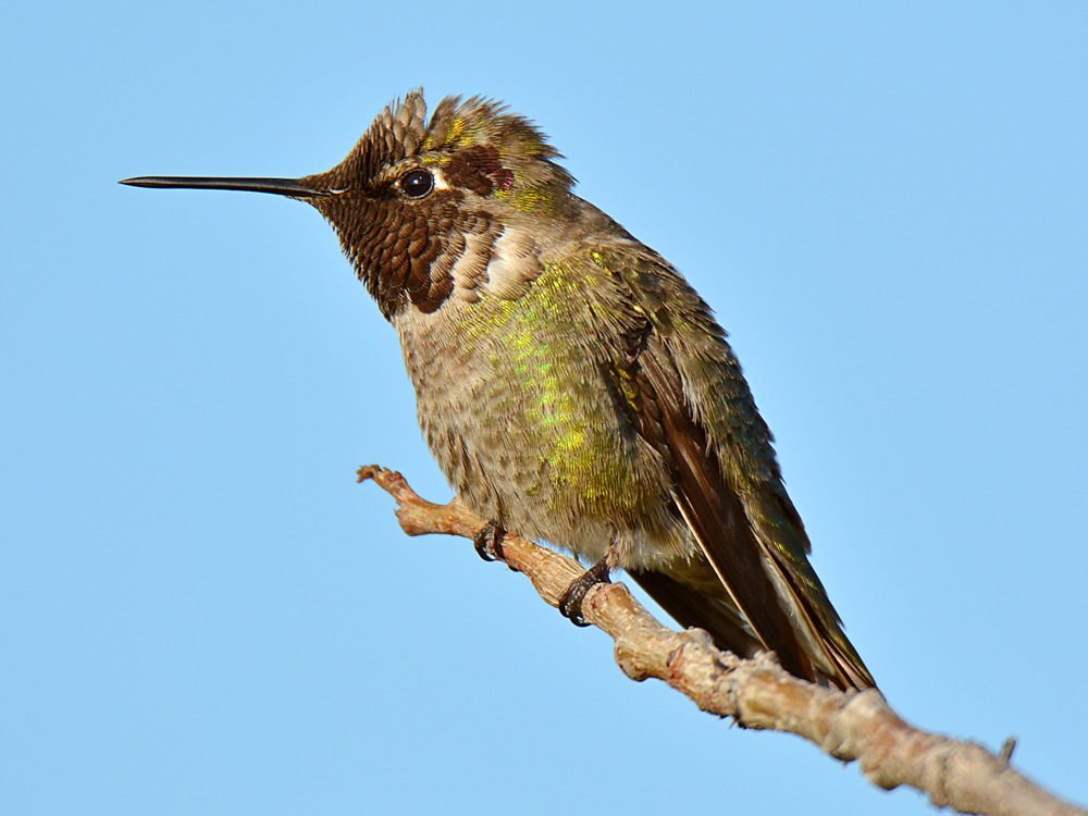 Hummingbird.jpg