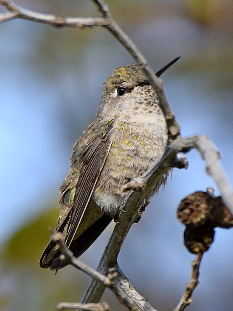 Hummingbird.jpg