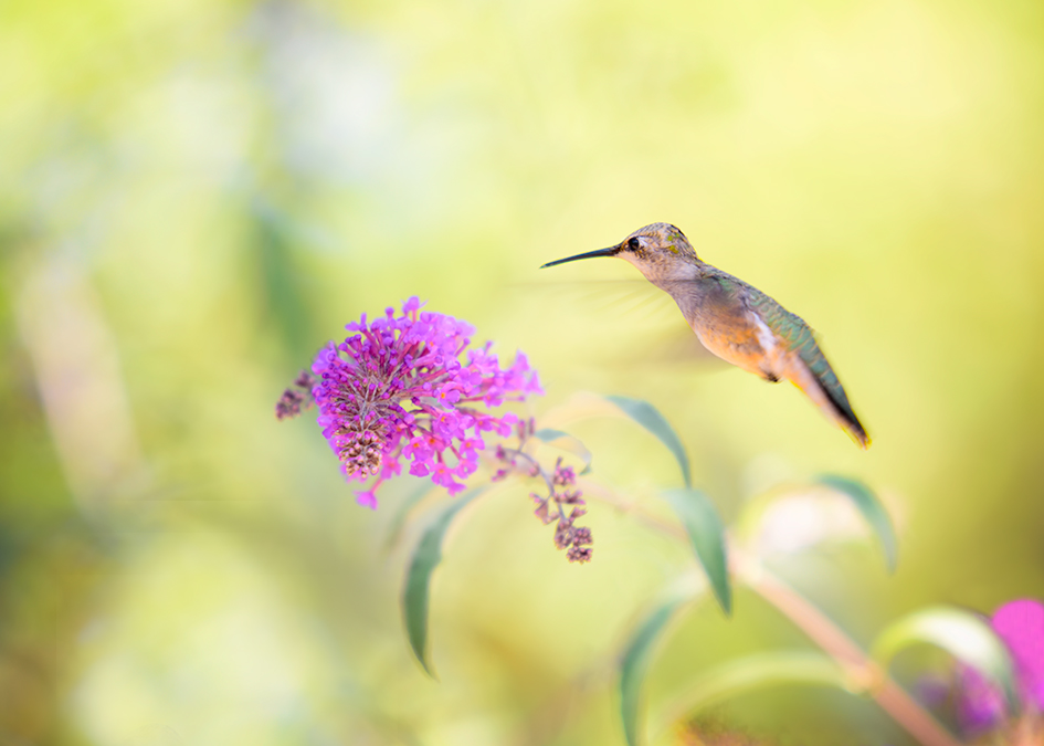 Hummingbird.jpg