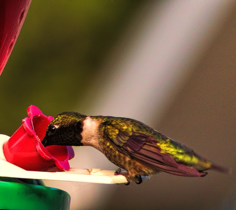 hummingbird.jpg