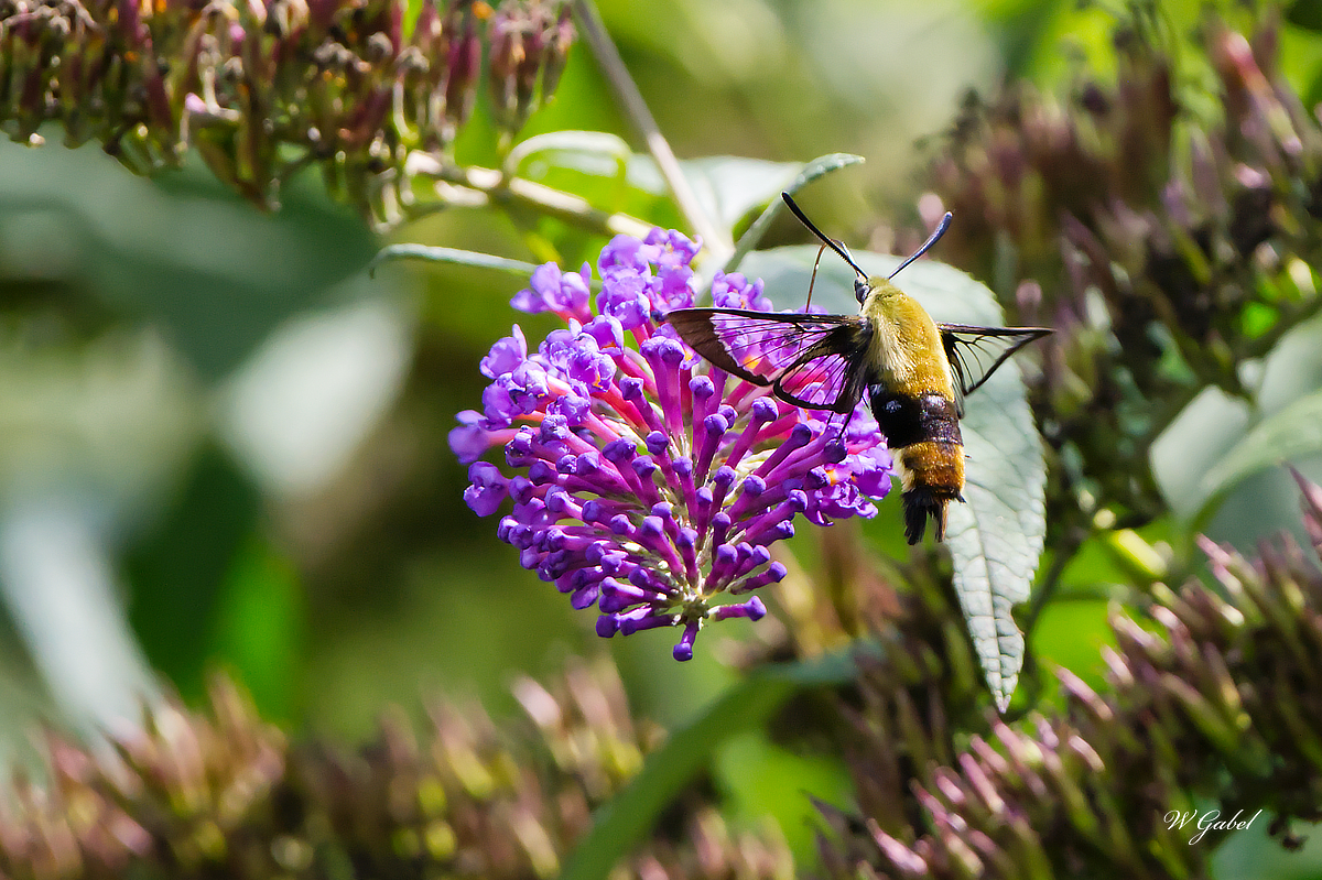 Hummingbird Moth sm.jpg