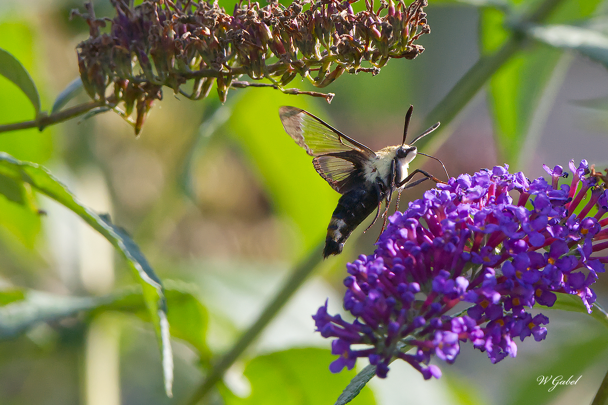 Hummingbird Moth1 sm.jpg