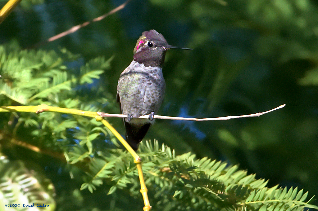 hummingbird N 500_1299.jpg