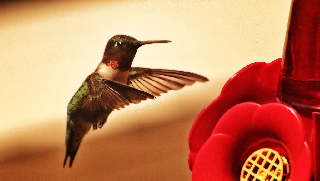 hummingbird new lens.jpg