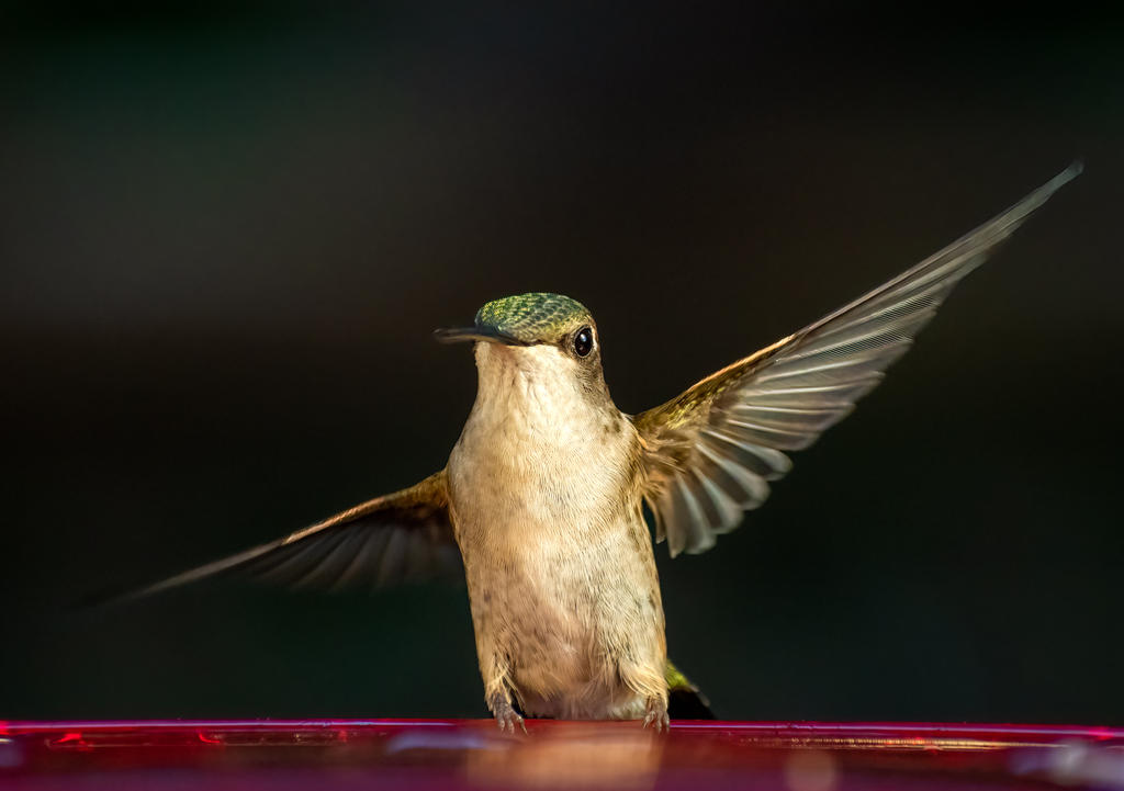 Hummingbird Waves (1 of 1).jpg