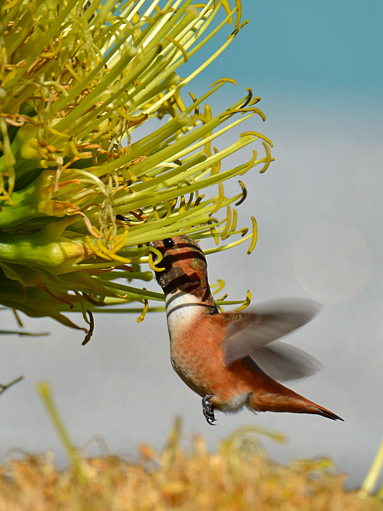 Hummingbird10.jpg