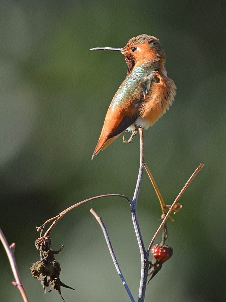Hummingbird12.jpg