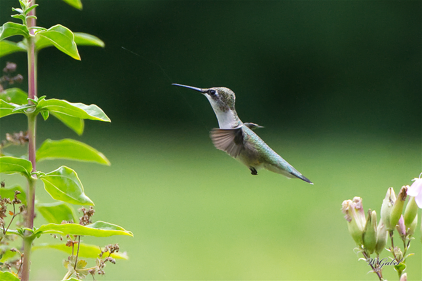 HummingBird1490 sm.jpg