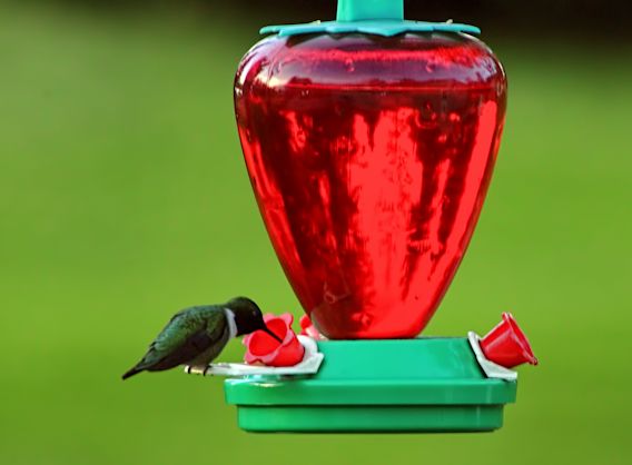 hummingbird2 800.jpg