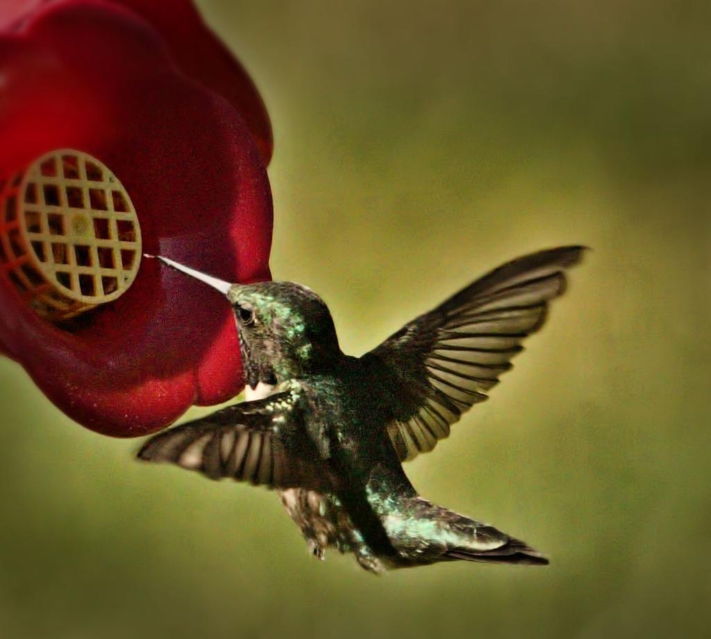 hummingbird2.jpg