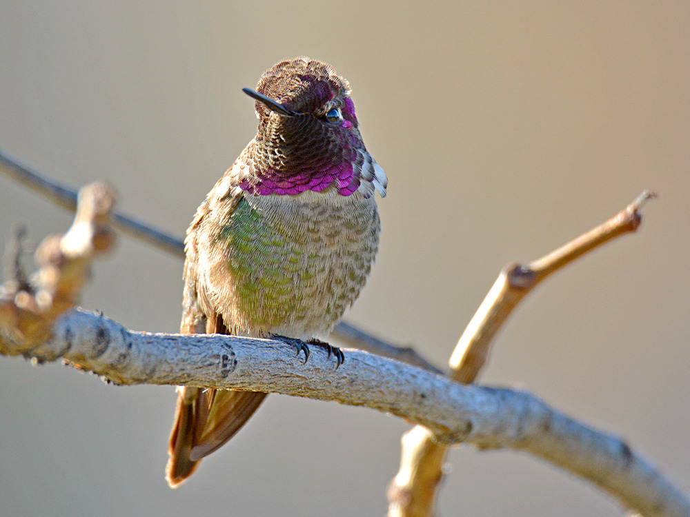 Hummingbird3.jpg
