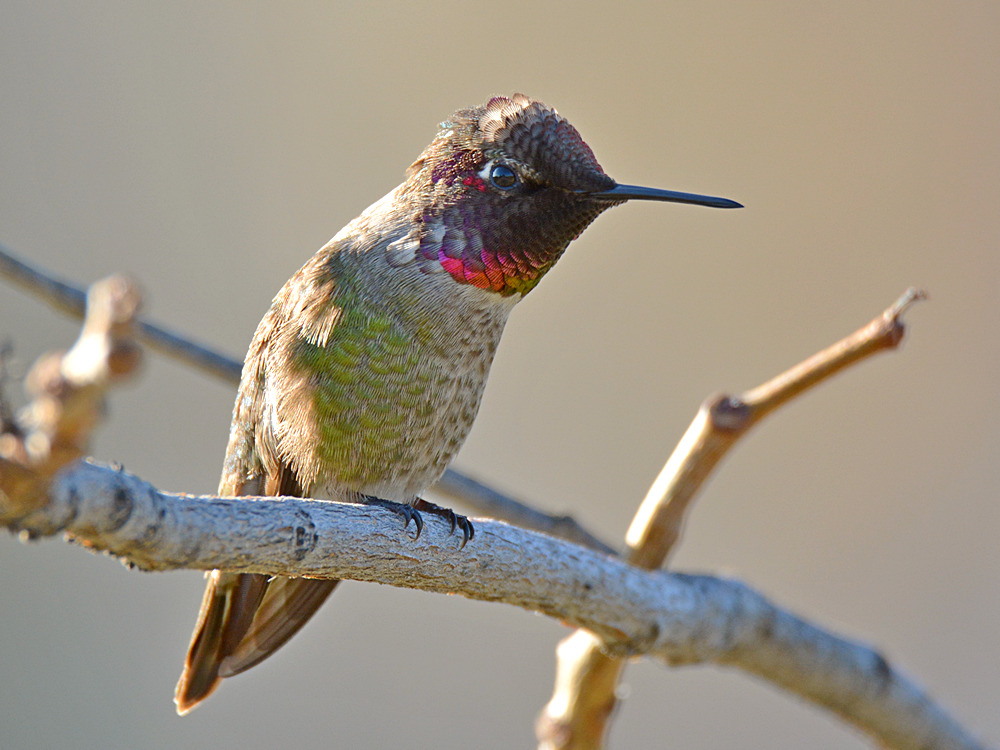 Hummingbird4.jpg