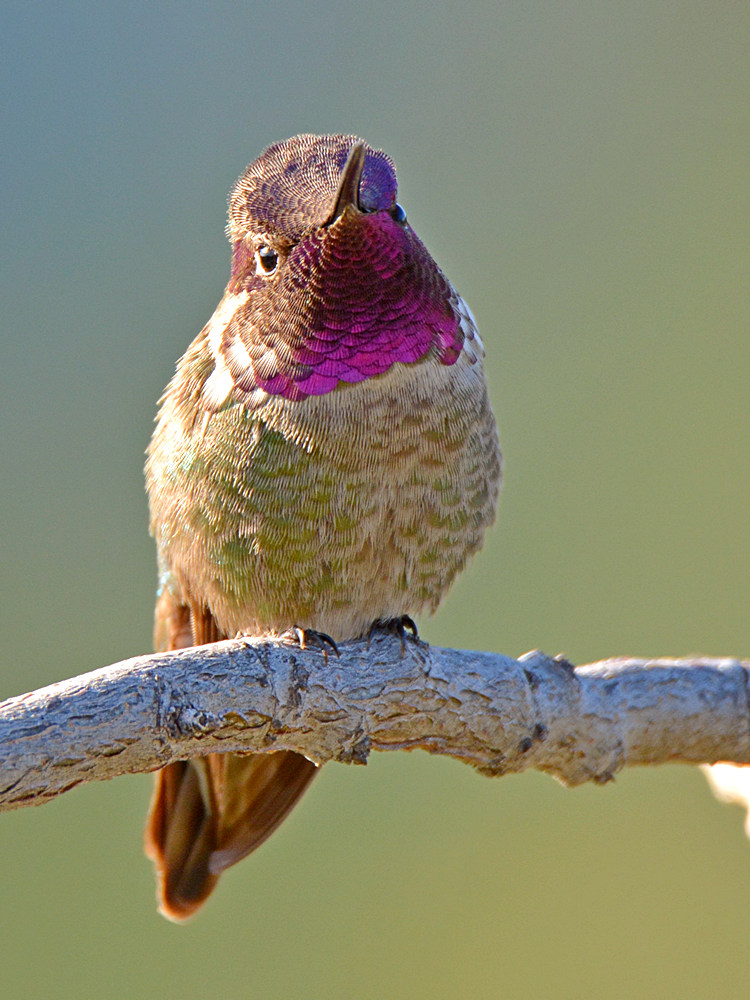 Hummingbird5.jpg