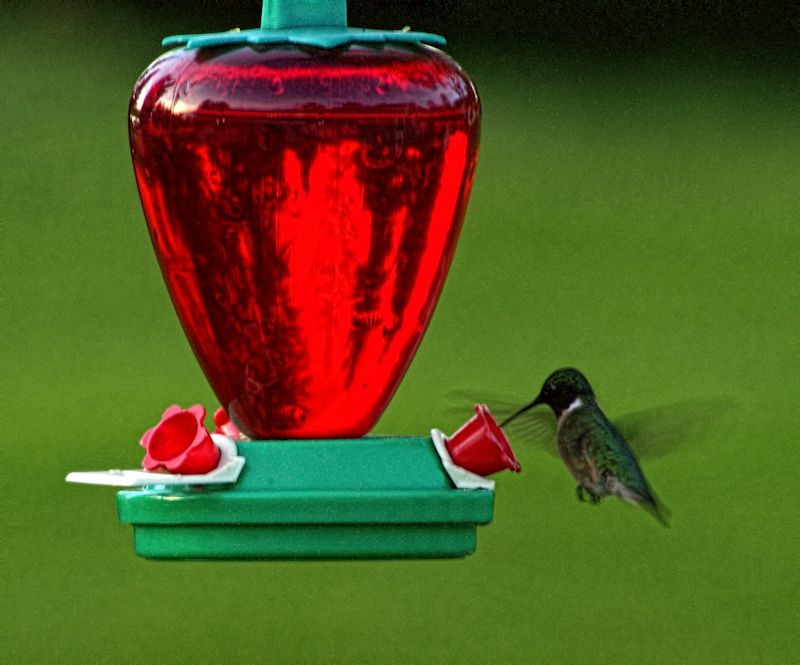 hummingbird800.jpg