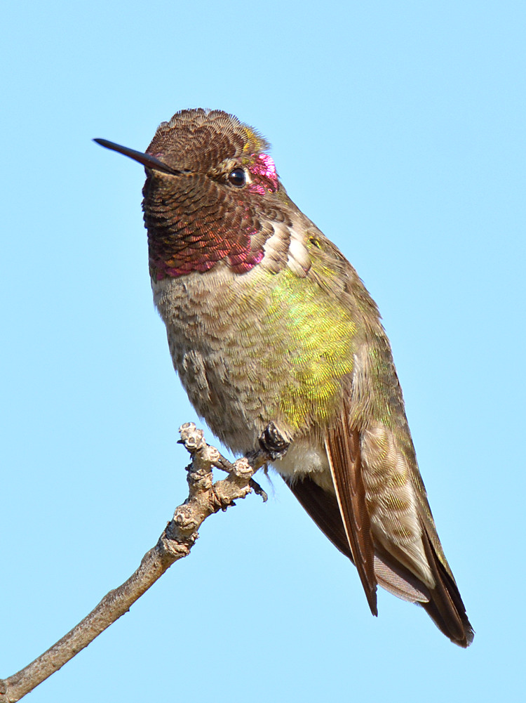 Hummingbird9.jpg