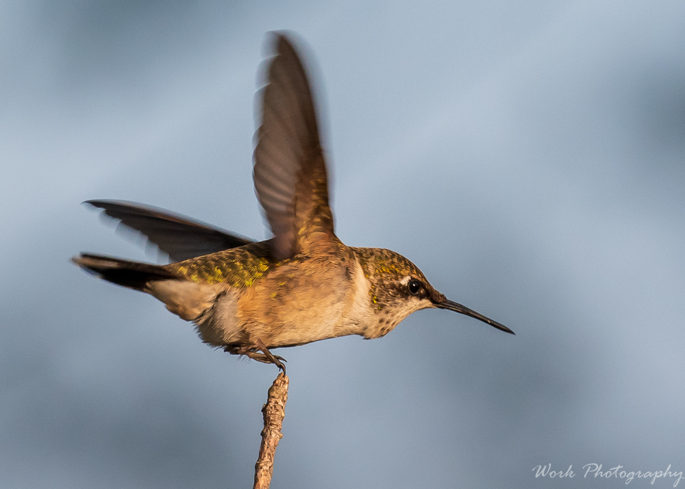 Hummingbirds-0244.jpg