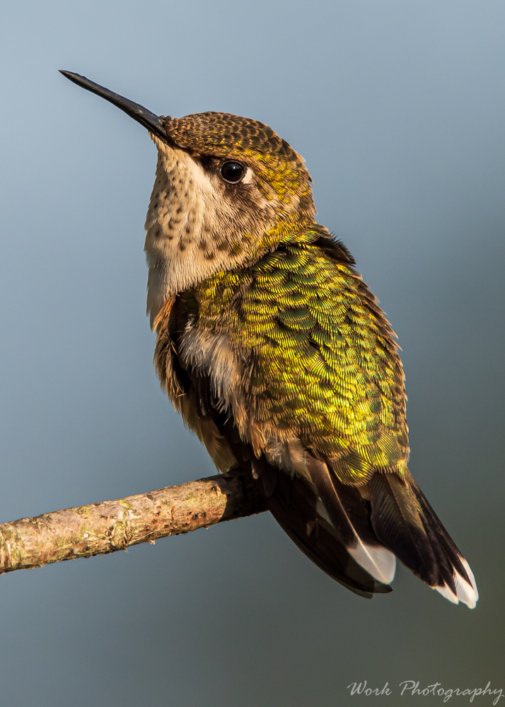 Hummingbirds-0294.jpg