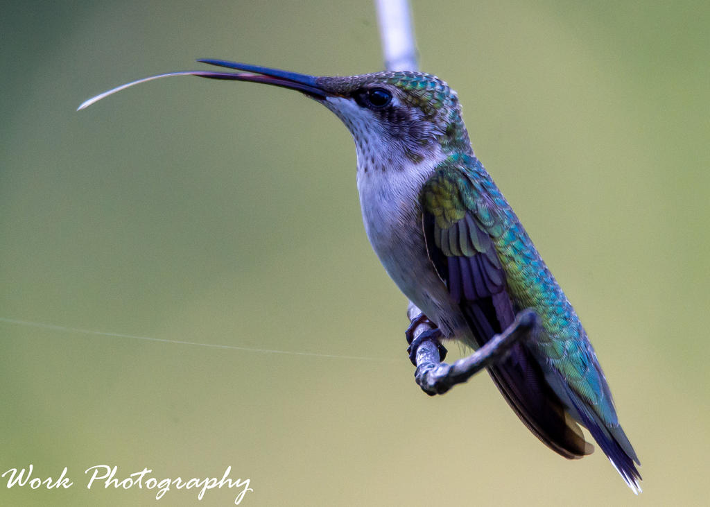Hummingbirds-0945-2.jpg