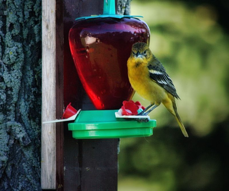 hummingbirds only800.jpg