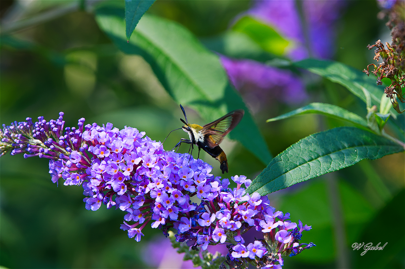 HummMoth1303 sm.jpg