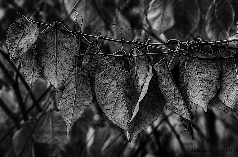 hung leaves - copie.jpg