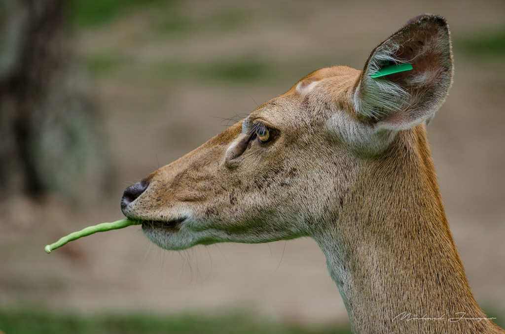 hungry-1.jpg