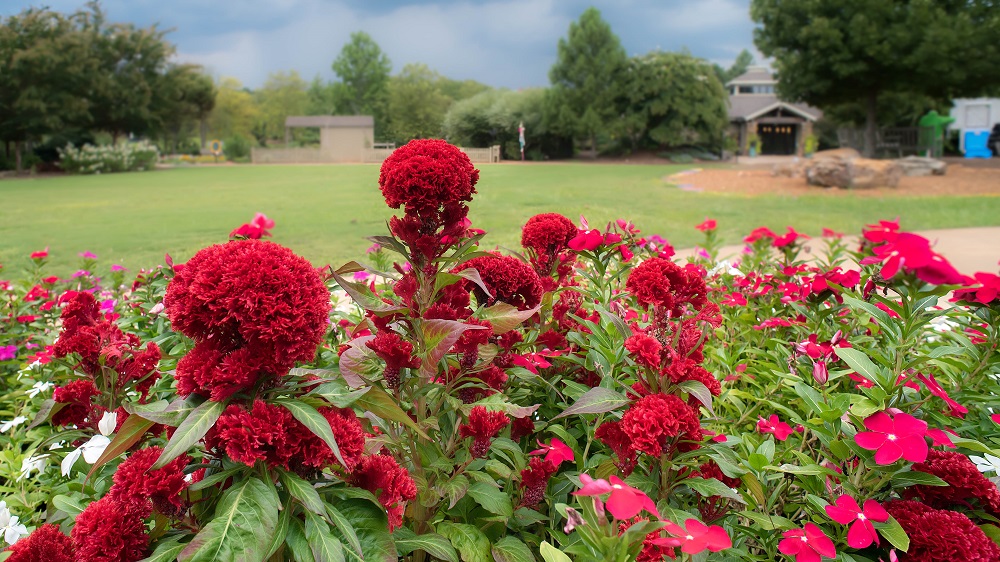 Huntsville,Alabama. Gardens.--11.jpg